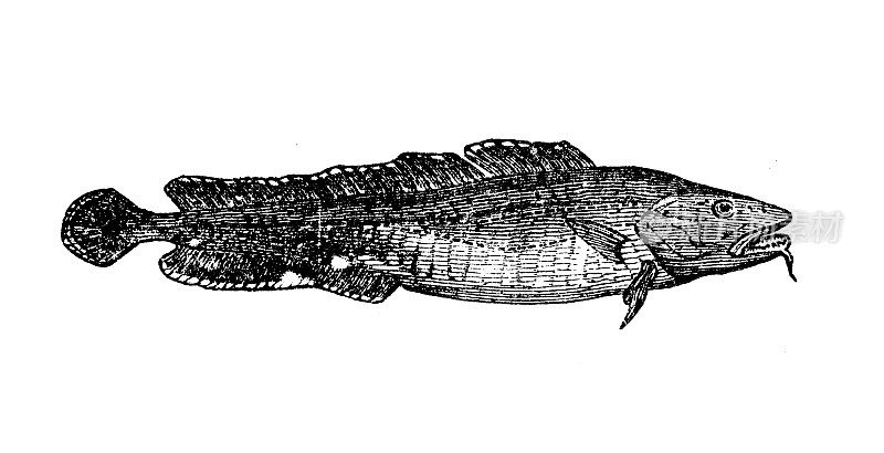 仿古海洋动物雕刻插图:普通菱(Molva Molva)